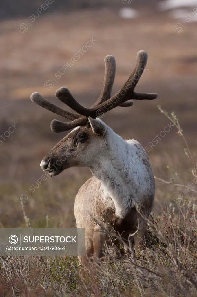 Caribou (Rangifer tarandus) male, Alaska