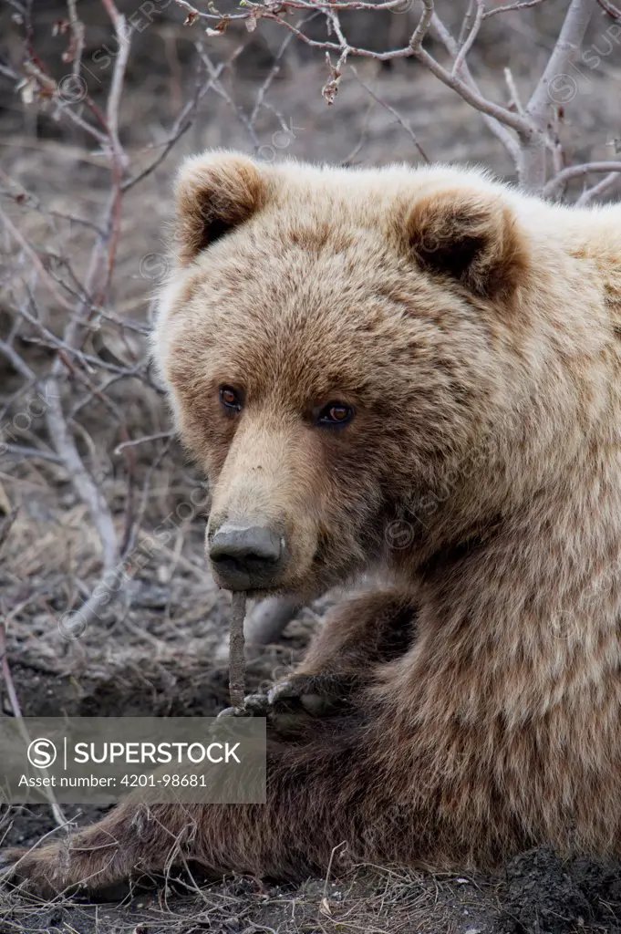 Grizzly Bear (Ursus arctos horribilis), Alaska