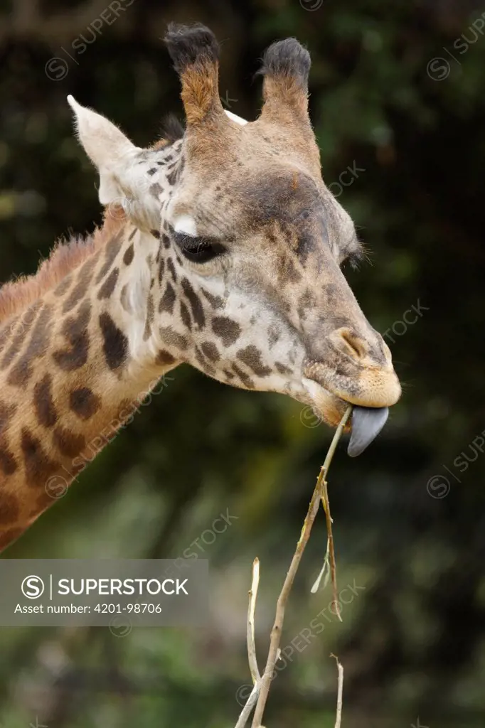 Masai Giraffe (Giraffa camelopardalis tippelskirchi) eating a branch in a zoo