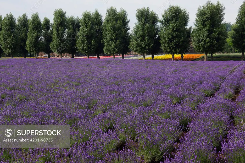 Lavender (Lavandula sp) field in flower, Japan