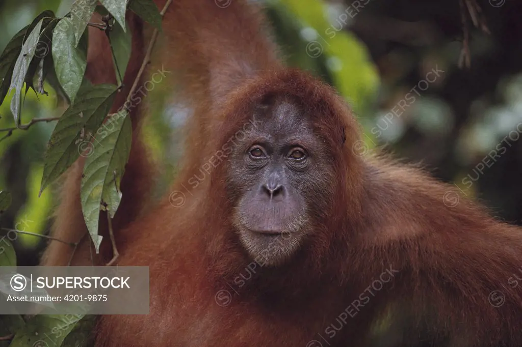 Orangutan (Pongo pygmaeus) adult portrait, endangered, Sumatra