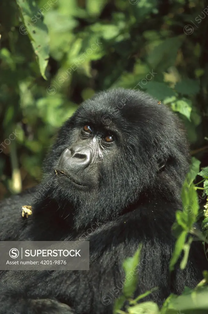 Mountain Gorilla (Gorilla gorilla beringei) portrait, endangered, central Africa