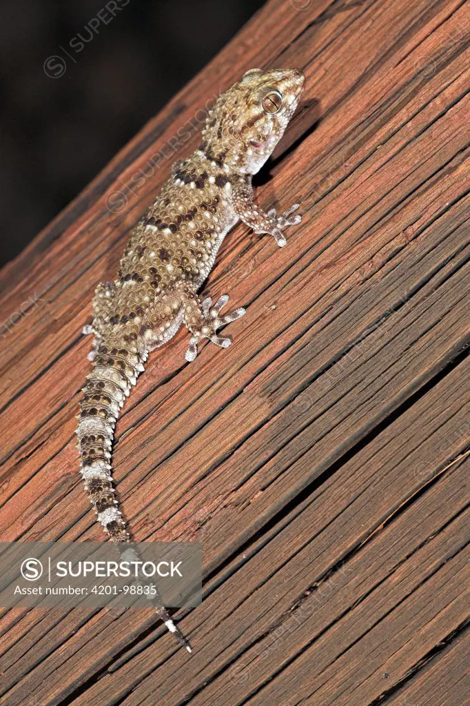 Bibron's Gecko (Pachydactylus bibronii), Kgalagadi Transfrontier Park, South Africa