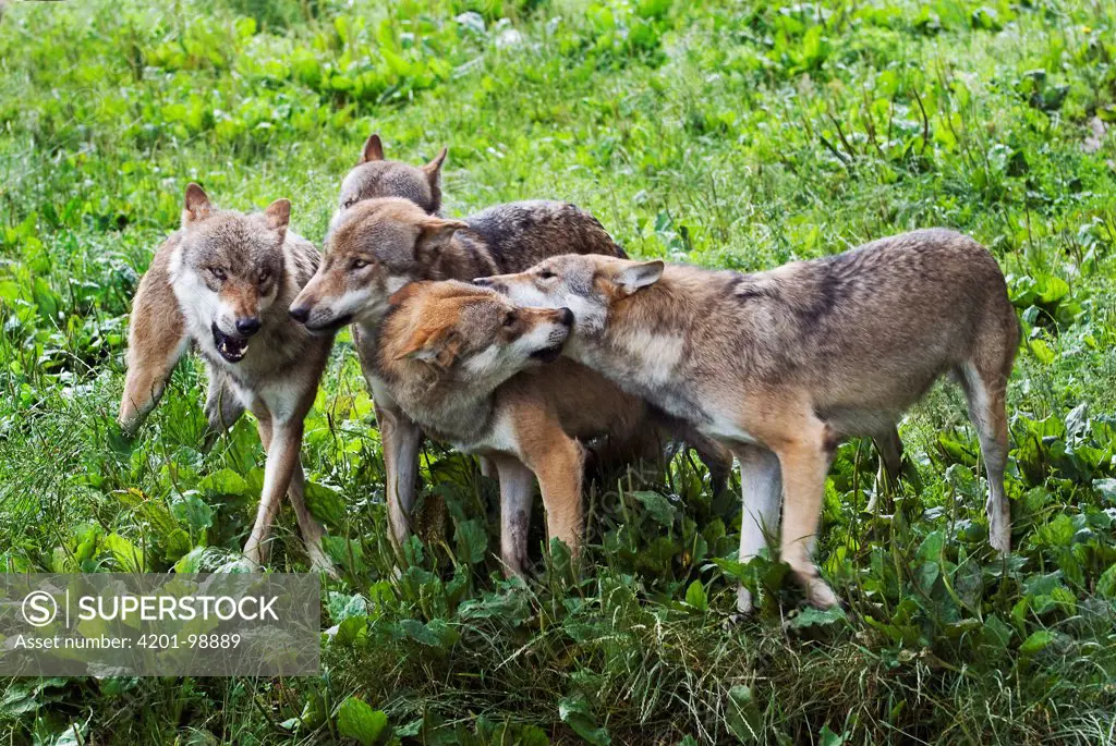 European Wolf (Canis lupus) pack showing submissive and dominant behavior, Germany