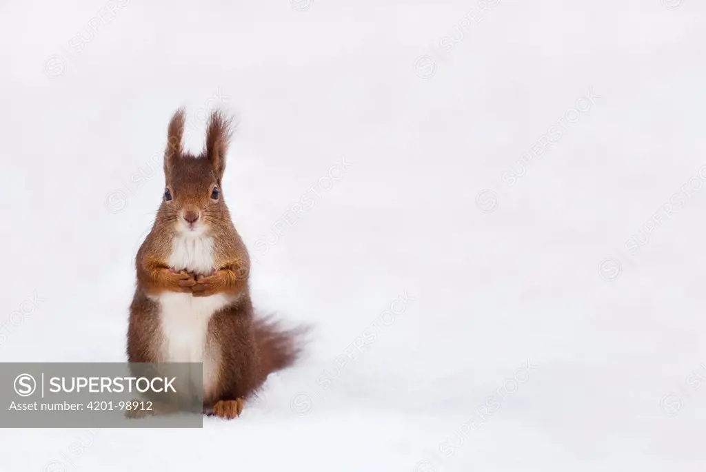Eurasian Red Squirrel (Sciurus vulgaris) in snow, Vienna, Austria