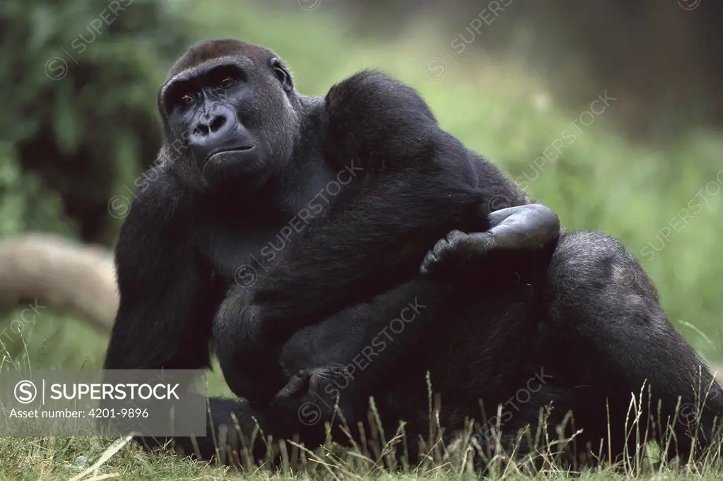 Western Lowland Gorilla (Gorilla gorilla gorilla) sitting, endangered, central Africa