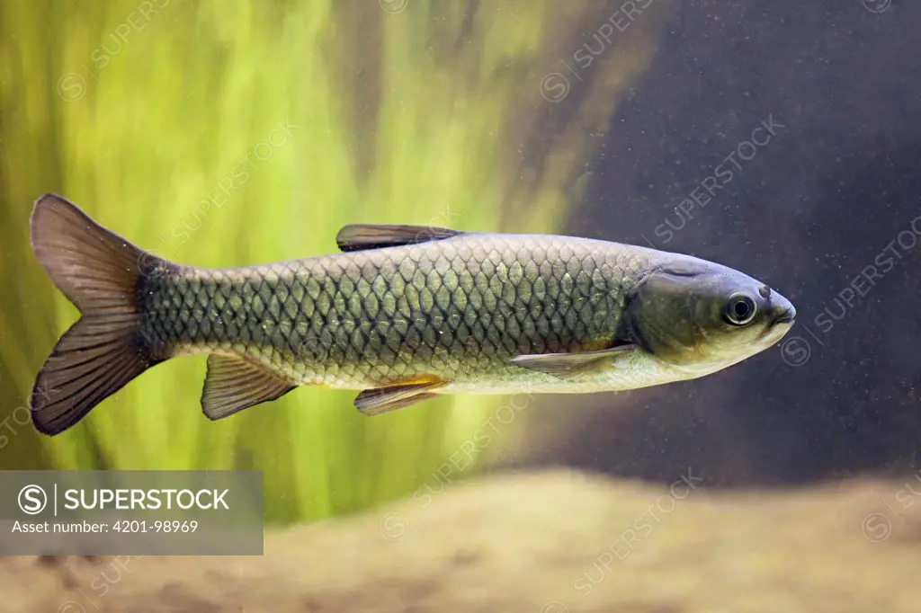 Grass Carp (Ctenopharyngodon idella) swimming, Belgium