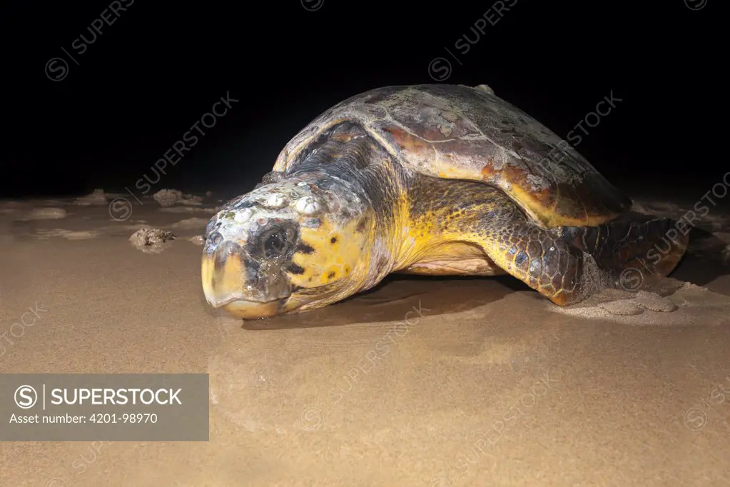 Loggerhead Sea Turtle (Caretta caretta) female returning to sea after laying eggs, iSimangaliso Wetland Park, South Africa