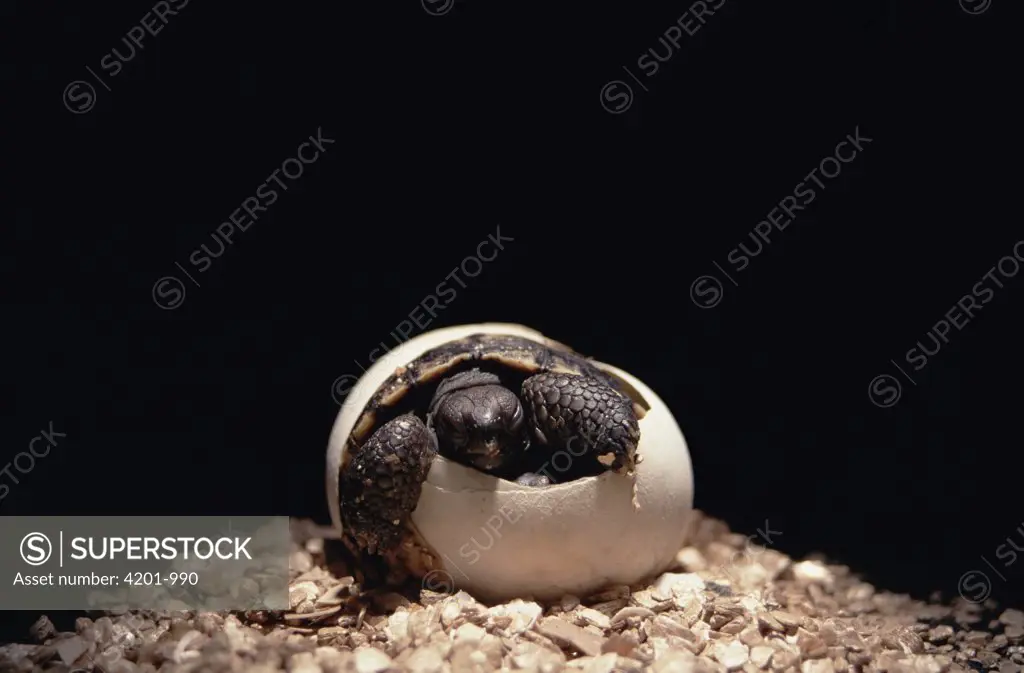 Galapagos Giant Tortoise (Geochelone nigra) hatchling emerging from egg in incubator, Charles Darwin Research Station, Galapagos Islands, Ecuador