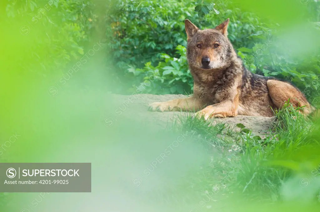Iberian Wolf (Canis lupus signatus) lying amongst leaves, Netherlands