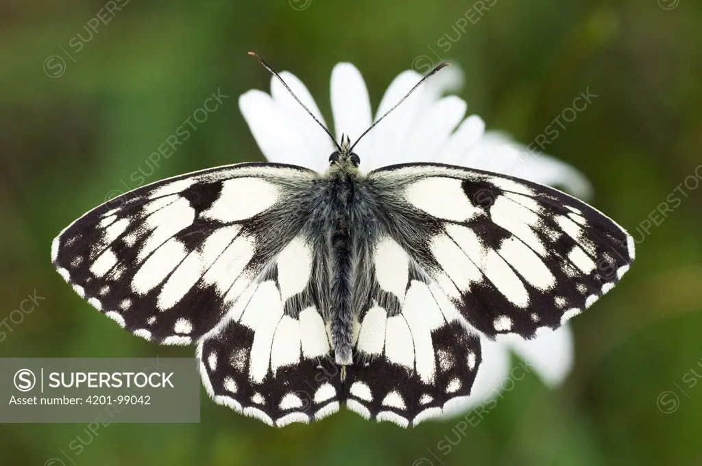 Marbled White (Melanargia galathea) butterfly, Viroinval, Belgium