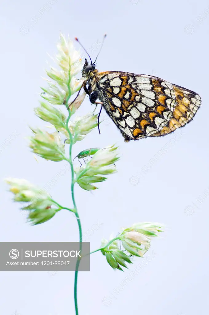 Heath Fritillary (Melitaea athalia) butterfly, Viroinval, Belgium