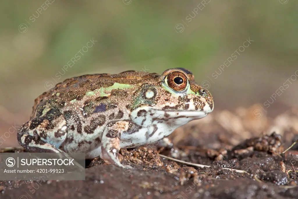 African Bullfrog(Pyxicephalus edulis), Hluhluwe Umfolozi Game Reserve, South Africa