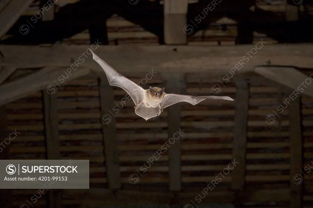 Kuhl's Pipistrelle (Pipistrellus kuhlii) flying in a barn loft, Indre, France