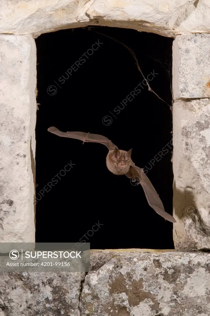 Greater Horseshoe Bat (Rhinolophus ferrumequinum) flying through a window in a stone wall, Indre, France