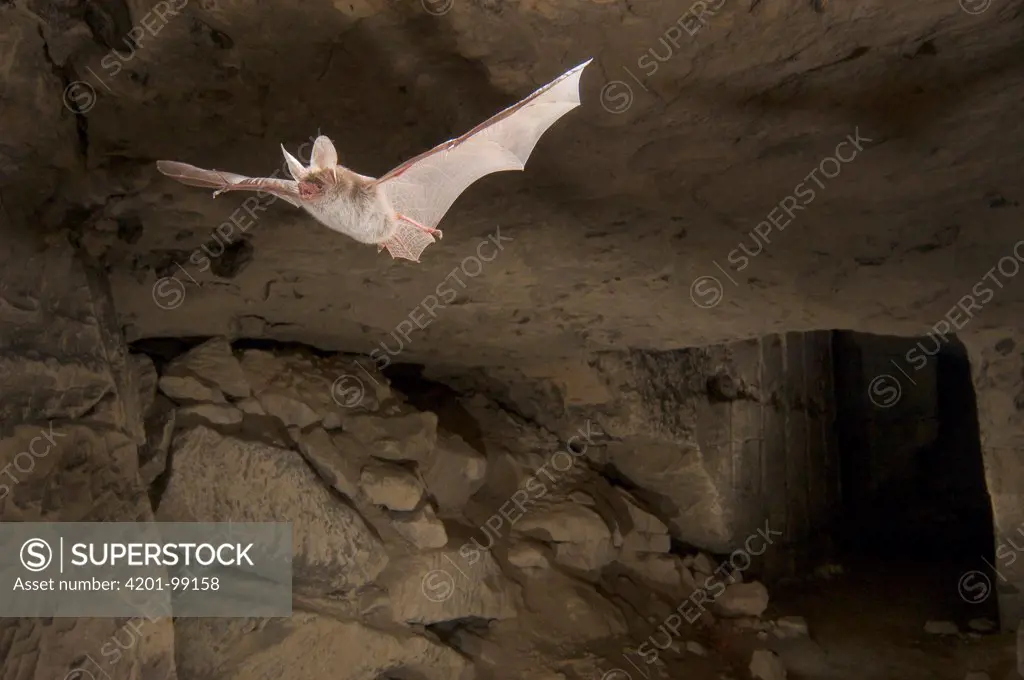 Bechstein's Bat (Myotis bechsteinii) flying in a limestone quarry, Belgium