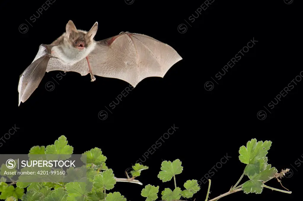 Bechstein's Bat (Myotis bechsteinii), Belgium