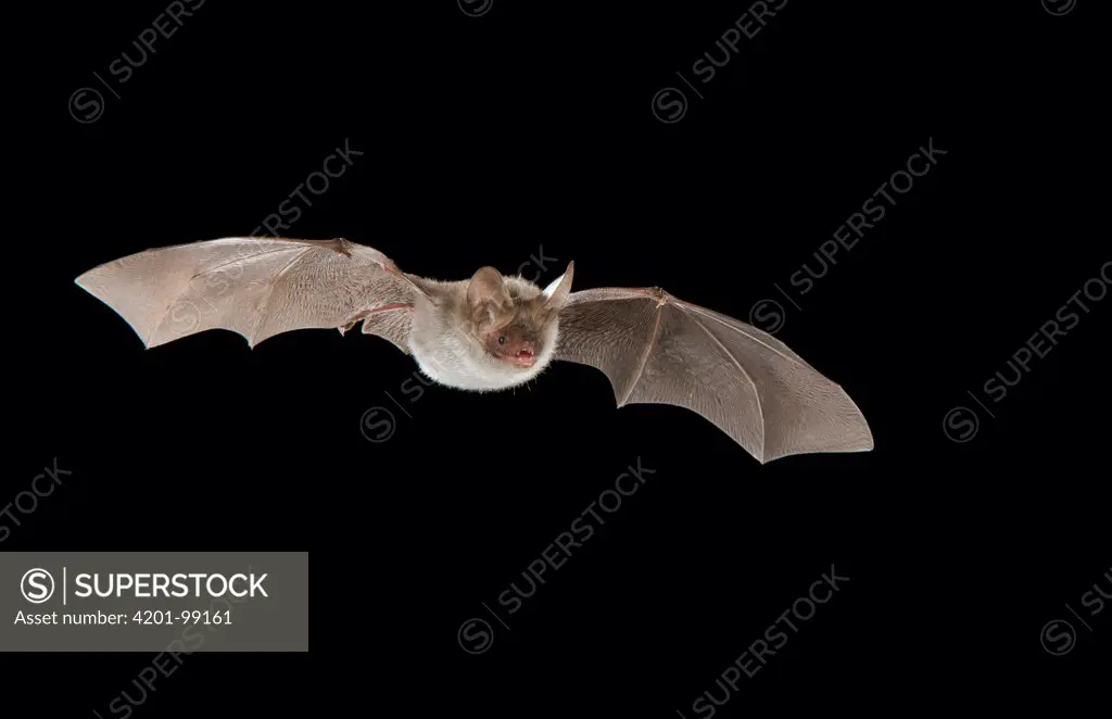 Bechstein's Bat (Myotis bechsteinii) flying, Belgium