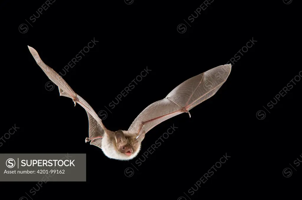 Bechstein's Bat (Myotis bechsteinii) flying, Belgium