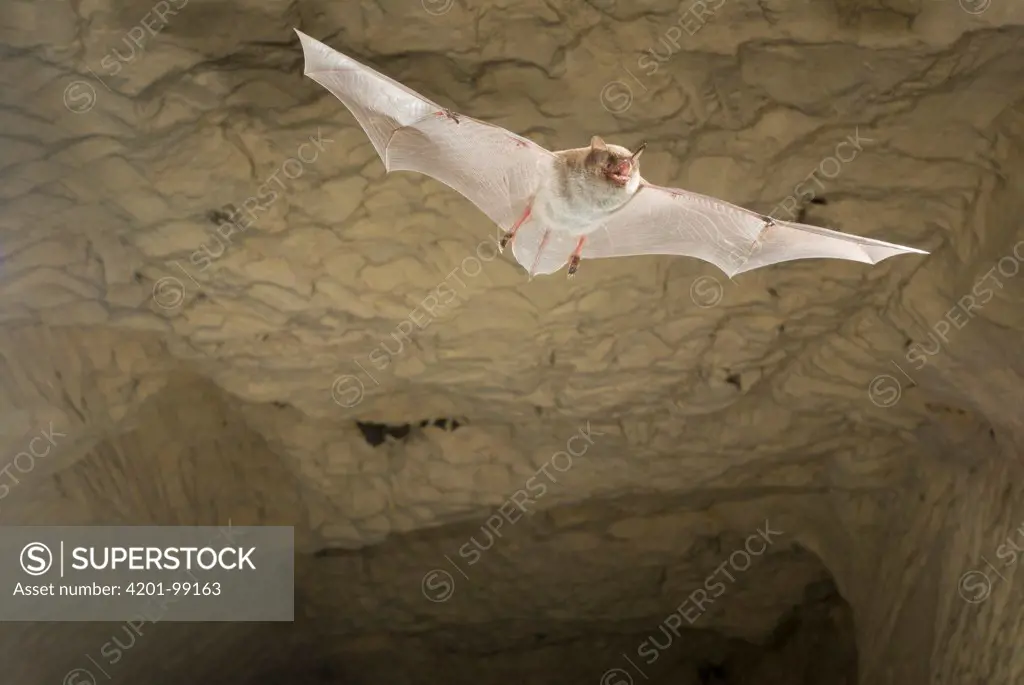 Daubenton's Bat (Myotis daubentonii) flying in limestone quarry during swarming period, Belgium