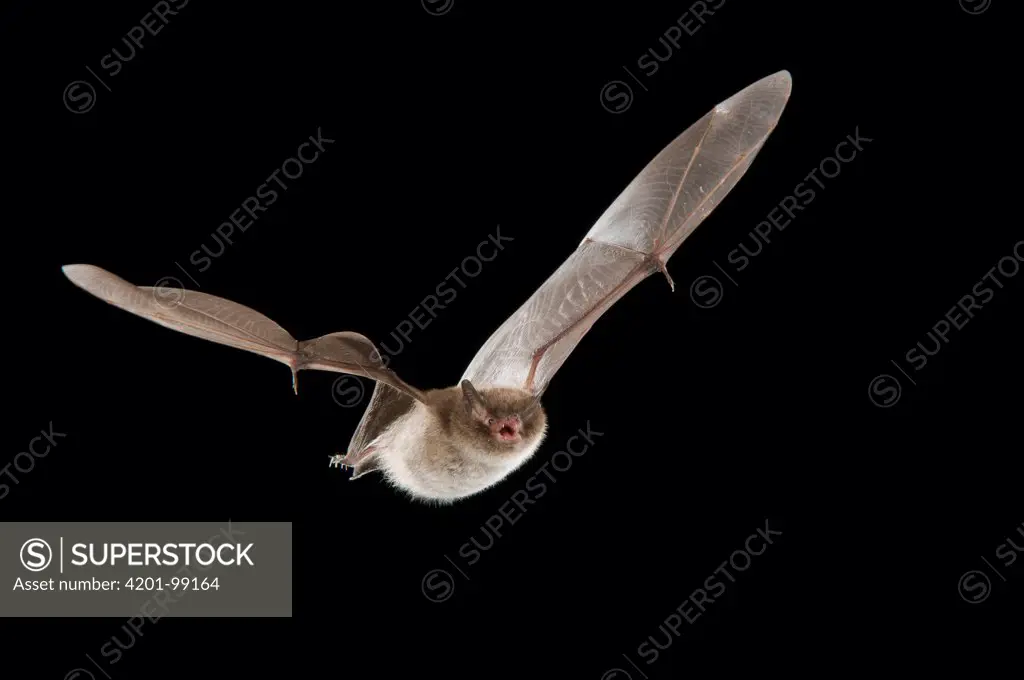 Daubenton's Bat (Myotis daubentonii) flying, Belgium
