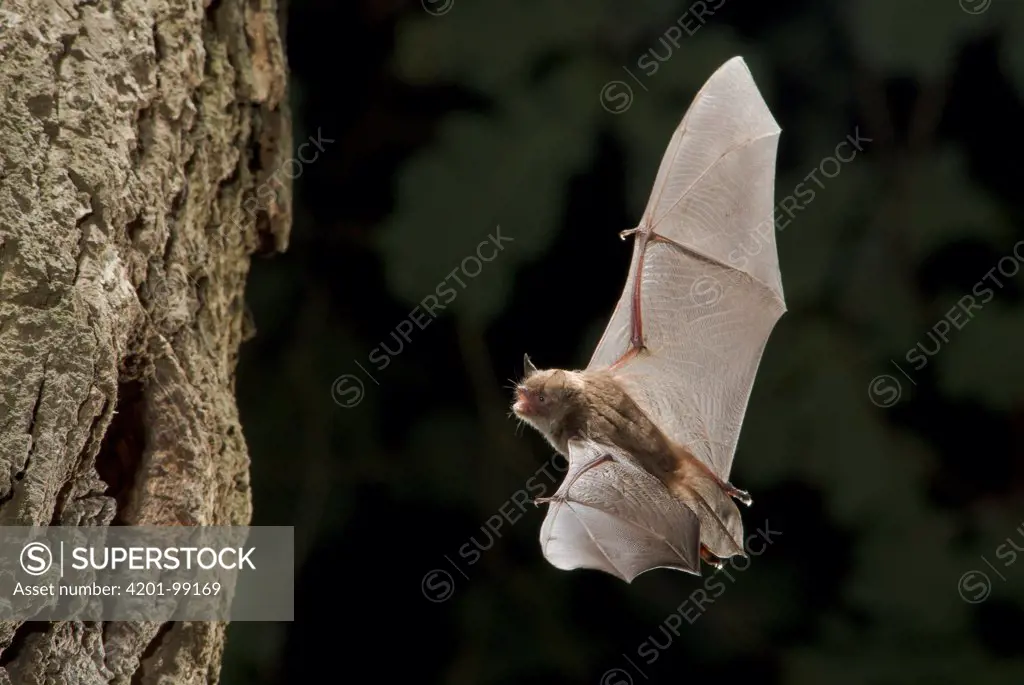 Daubenton's Bat (Myotis daubentonii) approaching its roosting site in a tree cavity, Venray, Netherlands