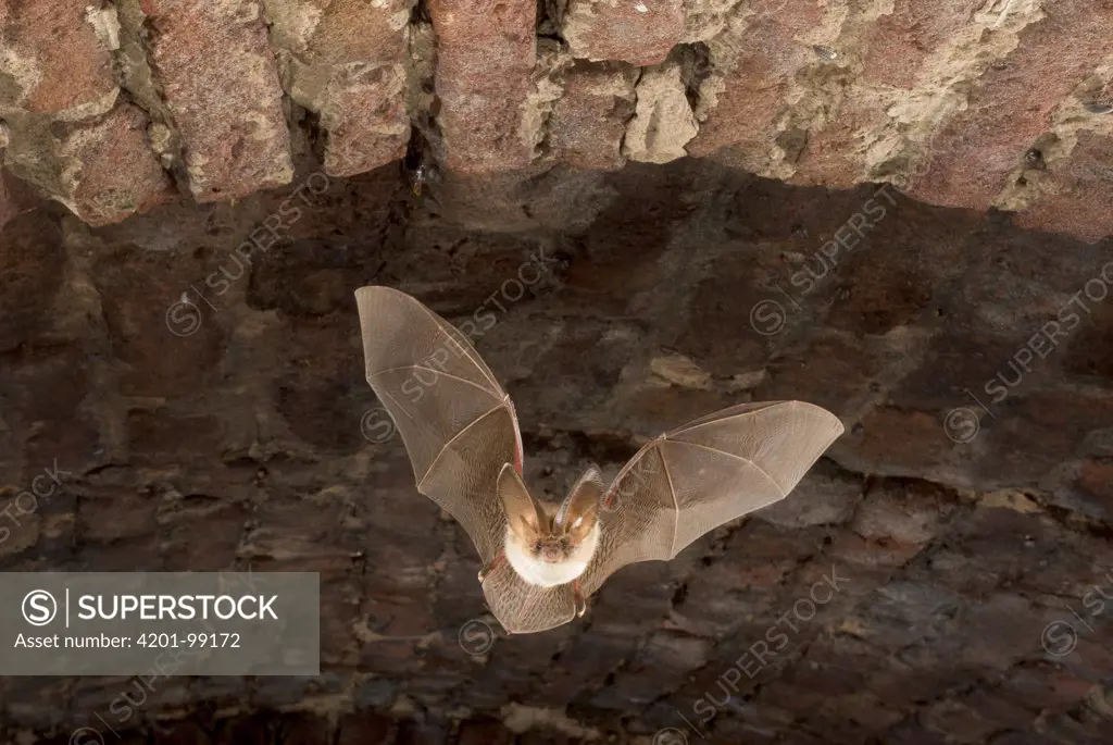 Brown Big-eared Bat (Plecotus auritus) flying in a brick ice house during swarming period, Bergen, Netherlands