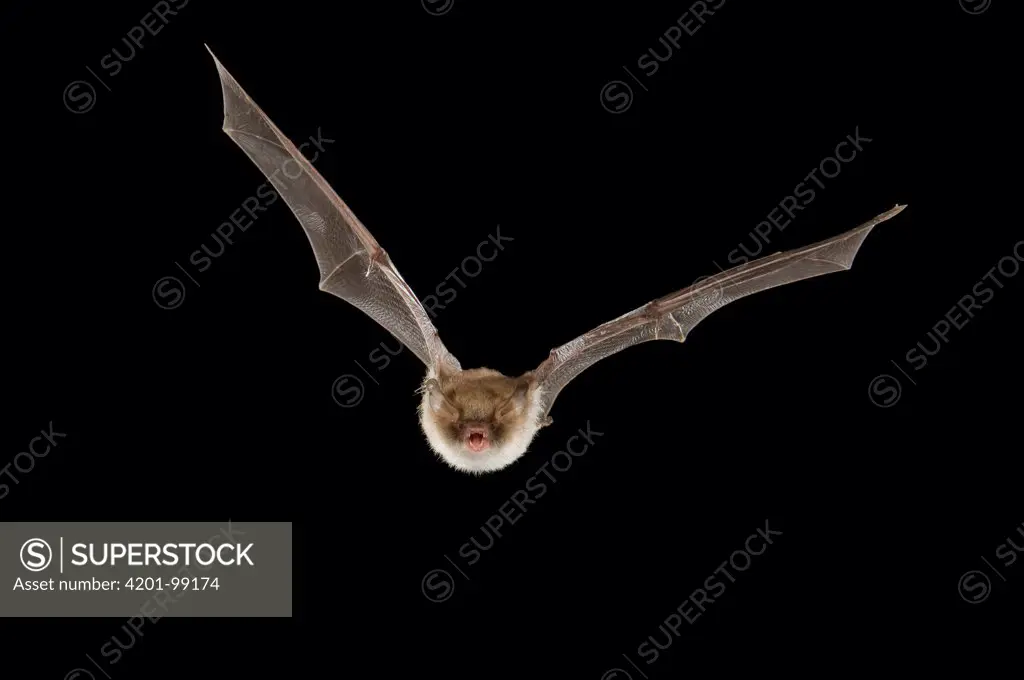 Natterer's Bat (Myotis nattereri), Belgium