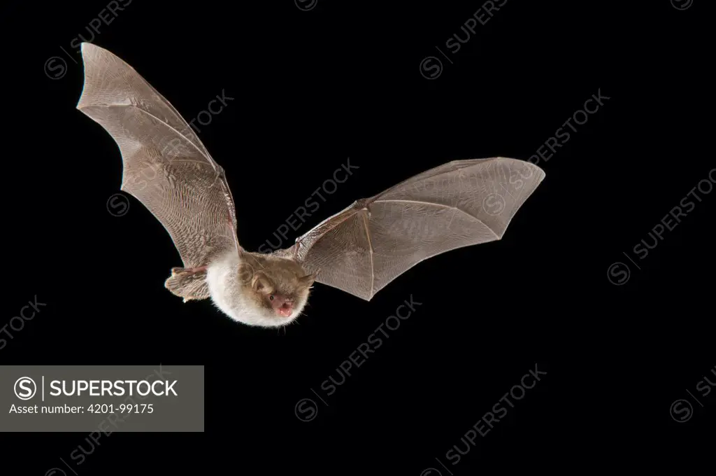 Natterer's Bat (Myotis nattereri), Belgium