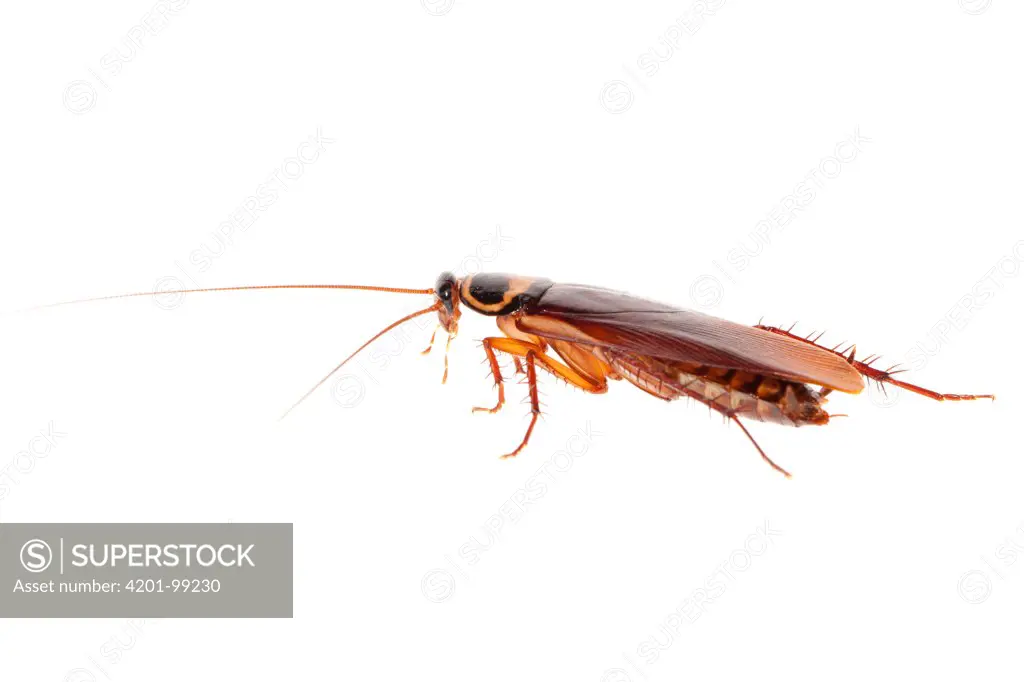 American Cockroach (Periplaneta americana), iSimangaliso Wetland Park, South Africa
