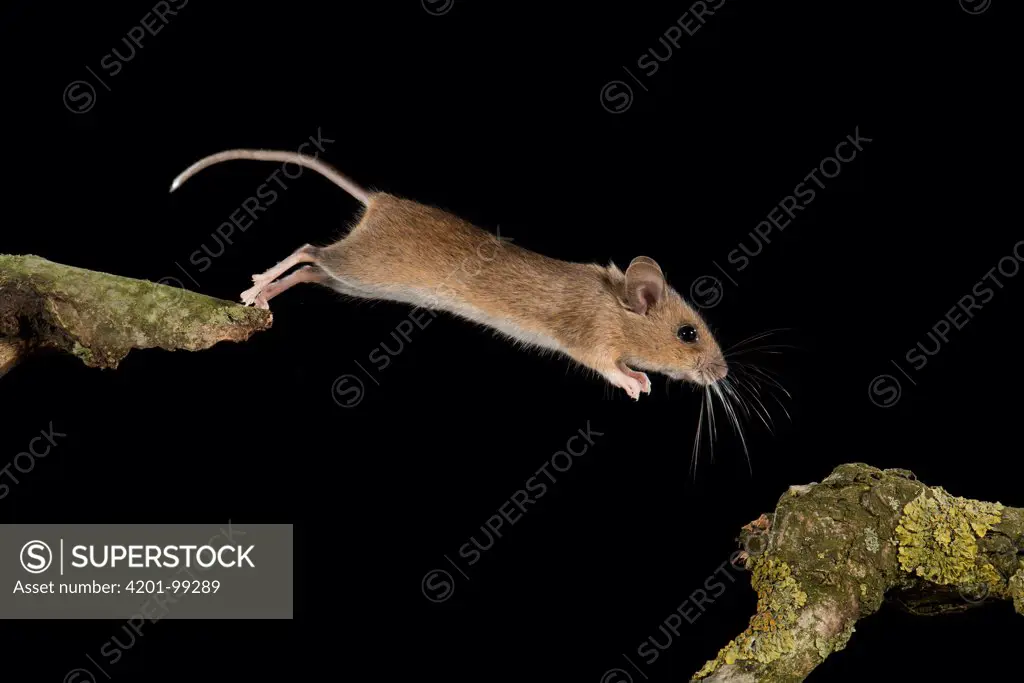 Wood Mouse (Apodemus sylvaticus) jumping, Eindhoven, Netherlands