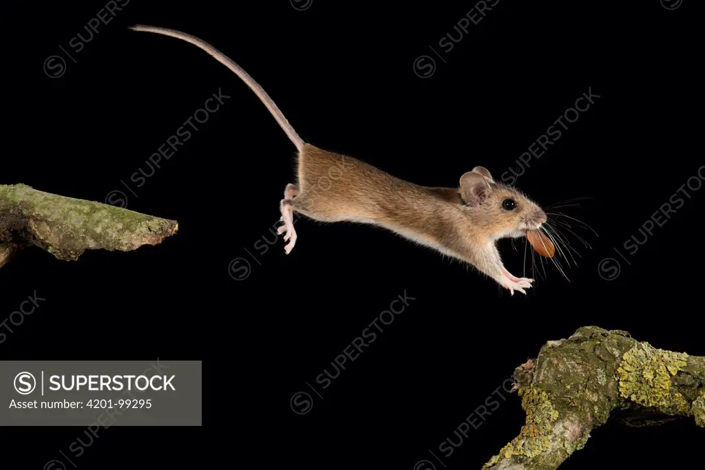 Wood Mouse (Apodemus sylvaticus) carrying a beech nut to its winter cache, Eindhoven, Netherlands