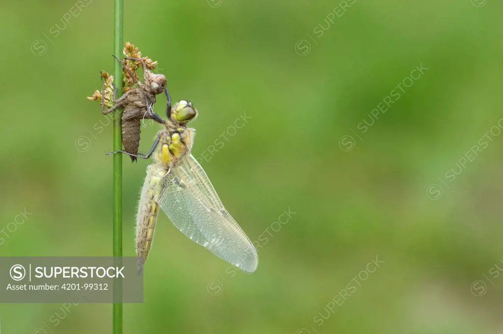 Four-spotted Chaser (Libellula quadrimaculata) dragonfly, newly emerged adult drying wings, 7 in a series of 7, Nijmegen, Netherlands