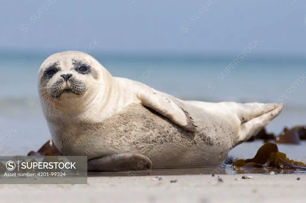Common Seal (Phoca vitulina) juvenile on a beach, Helgoland, Germany