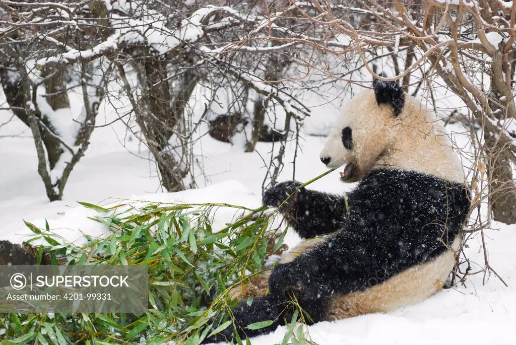 Giant Panda (Ailuropoda melanoleuca) eating bamboo, Vienna, Austria