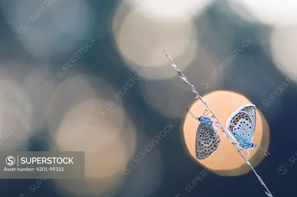 Silver-studded Blue (Plebejus argus) butterfly pair, Netherlands