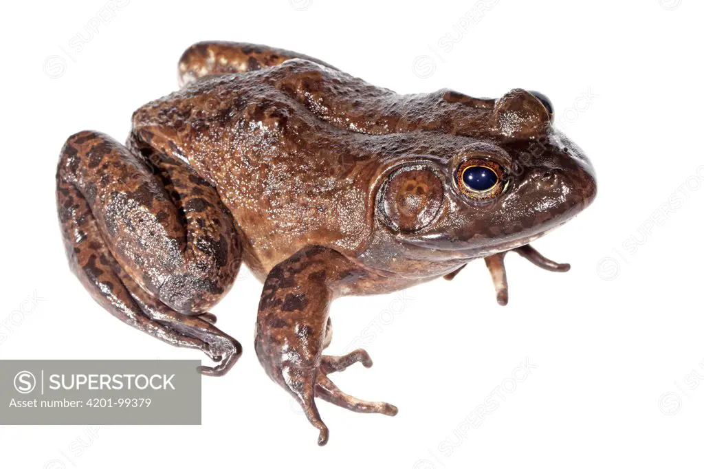 American Bullfrog (Rana catesbeiana), Baarlo, Netherlands