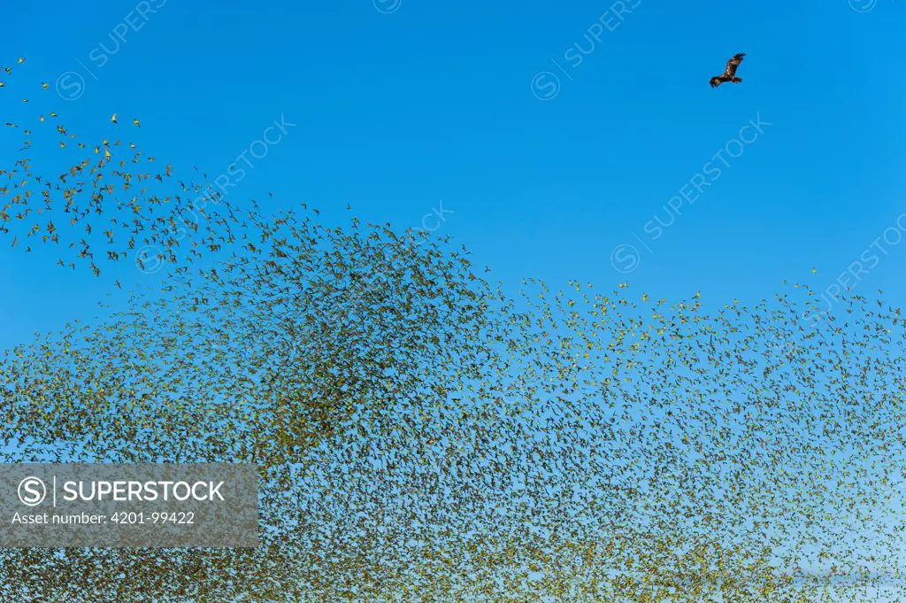 Whistling Kite (Haliastur sphenurus) flying over Budgerigar (Melopsittacus undulatus) flock and causing them to panic, Wannoo, Western Australia, Australia