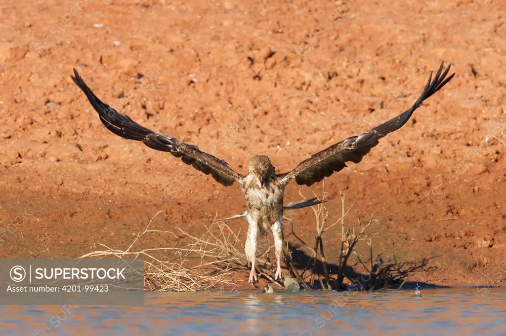 Whistling Kite (Haliastur sphenurus) preying on Budgerigar (Melopsittacus undulatus) that when coming in for a drink got to wet to fly, Wannoo, Western Australia, Australia