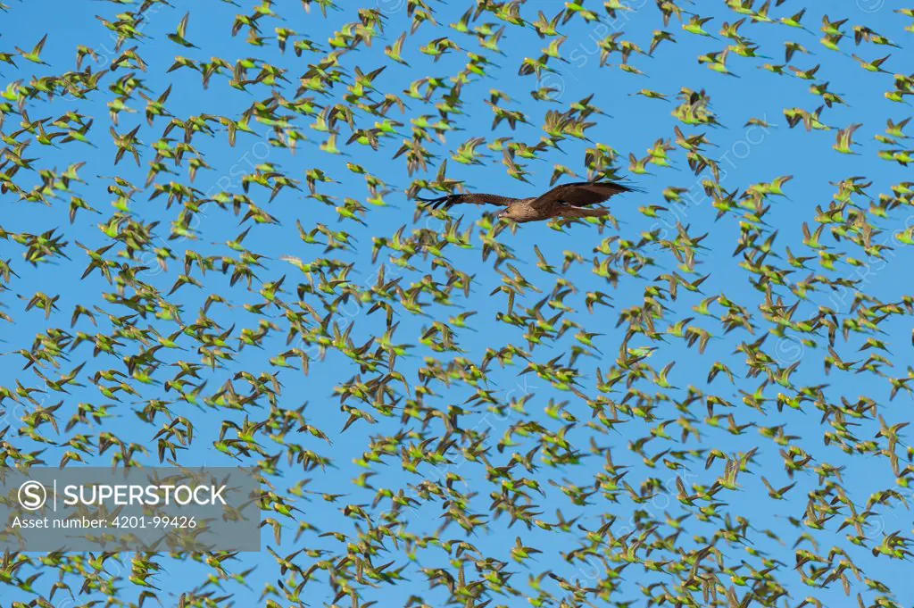 Whistling Kite (Haliastur sphenurus) flying near Budgerigar (Melopsittacus undulatus) flock, Wannoo, Western Australia, Australia