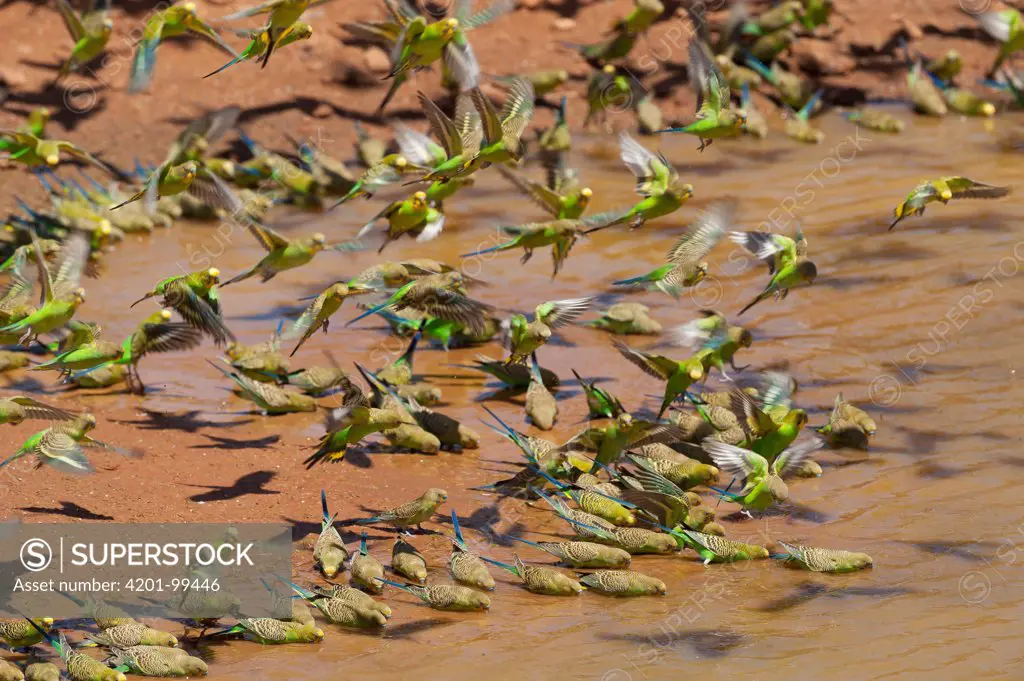 Budgerigar (Melopsittacus undulatus) flock drinking from waterhole, Western Australia, Australia