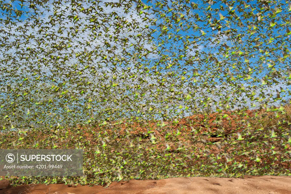 Budgerigar (Melopsittacus undulatus) flock taking flight from waterhole, Western Australia, Australia