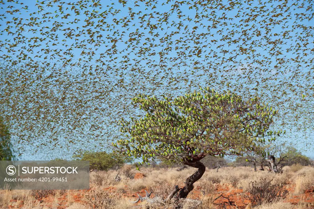 Budgerigar (Melopsittacus undulatus) flock flying and in tree, Western Australia, Australia
