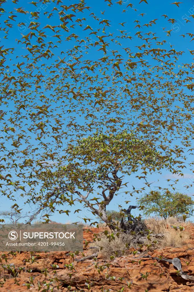 Budgerigar (Melopsittacus undulatus) flock taking flight, Western Australia, Australia