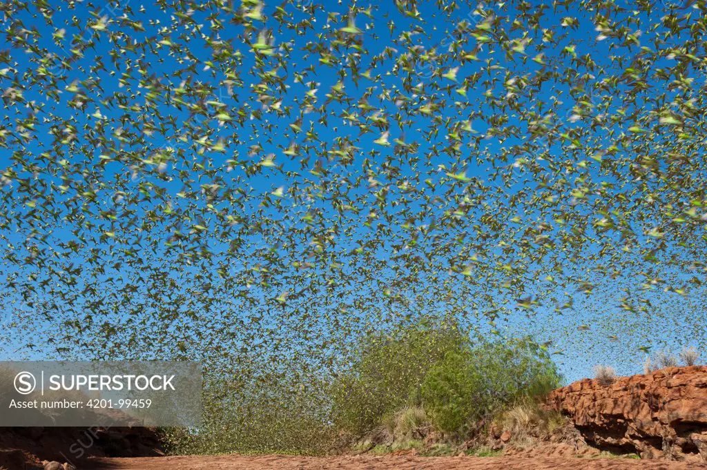 Budgerigar (Melopsittacus undulatus) flock taking flight in desert, Western Australia, Australia