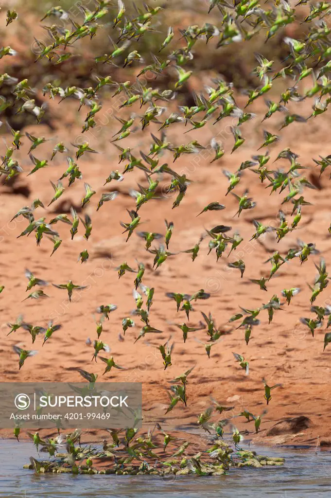 Budgerigar (Melopsittacus undulatus) flock taking flight from waterhole, Western Australia, Australia
