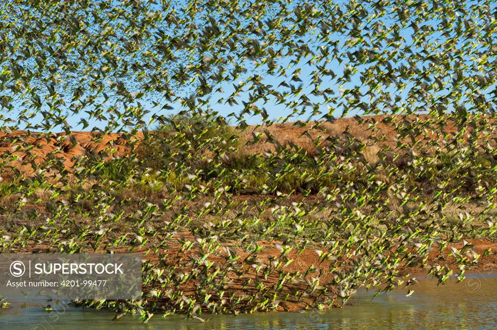 Budgerigar (Melopsittacus undulatus) flock taking flight from waterhole, Wannoo, Western Australia, Australia