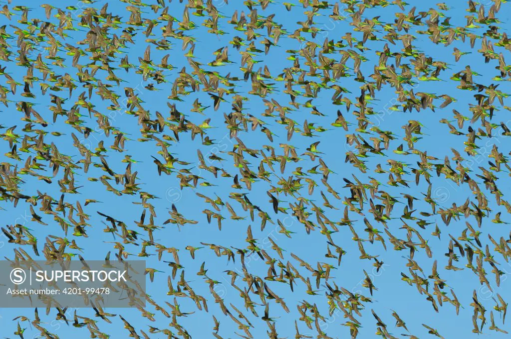 Budgerigar (Melopsittacus undulatus) flock flying, Wannoo, Western Australia, Australia