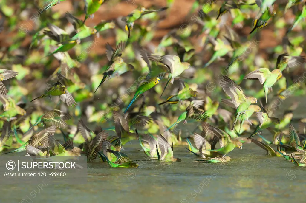 Budgerigar (Melopsittacus undulatus) flock drinking at waterhole, Wannoo, Western Australia, Australia