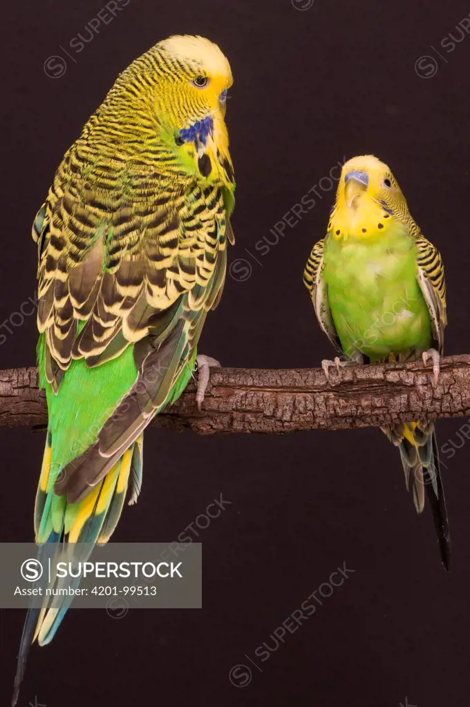 Budgerigar (Melopsittacus undulatus) wild and much larger domestic morph, Sydney, New South Wales, Australia